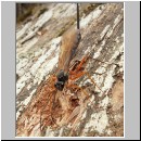 Dolichomitus sp - Schlupfwespe 13 32mm - OS-Dissen-Noller_Schlucht.jpg